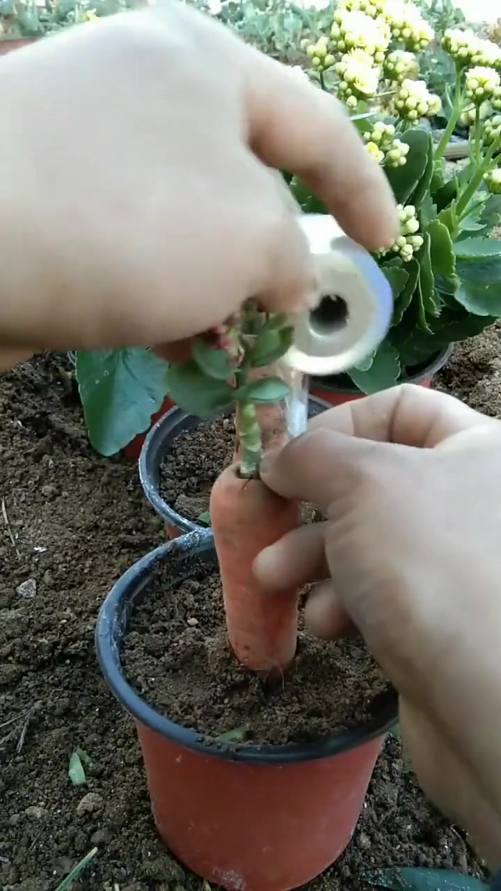 嫁接长寿花开花成棒棒糖,新手也能轻松学会,我承认我羡慕了