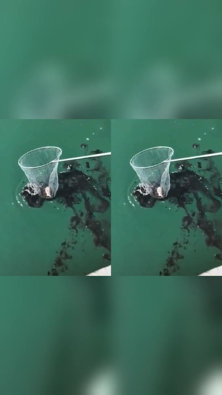墨鱼都这样喷墨汁吗这一幕真让我开眼界了