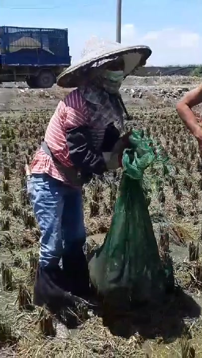 台湾新竹农村,稻田收割后,突然冒出一堆吴郭鱼,奇怪哪冒出来的