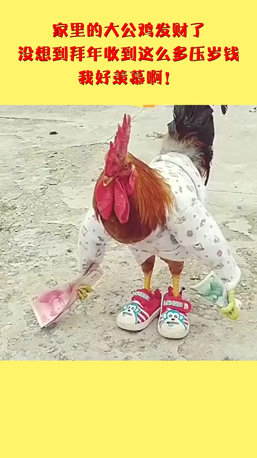 家里的大公鸡发财了,没想到拜年收到这么多压岁钱,我好羡慕啊!
