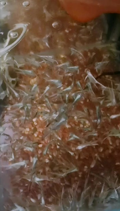 蓝魔神仙鱼,小鱼苗。状态杠杠的
