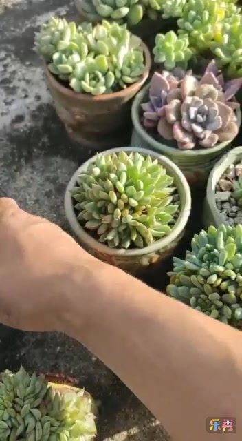 月光女神缀化每一颗形态都不一样,最后的板子缀可有人喜欢