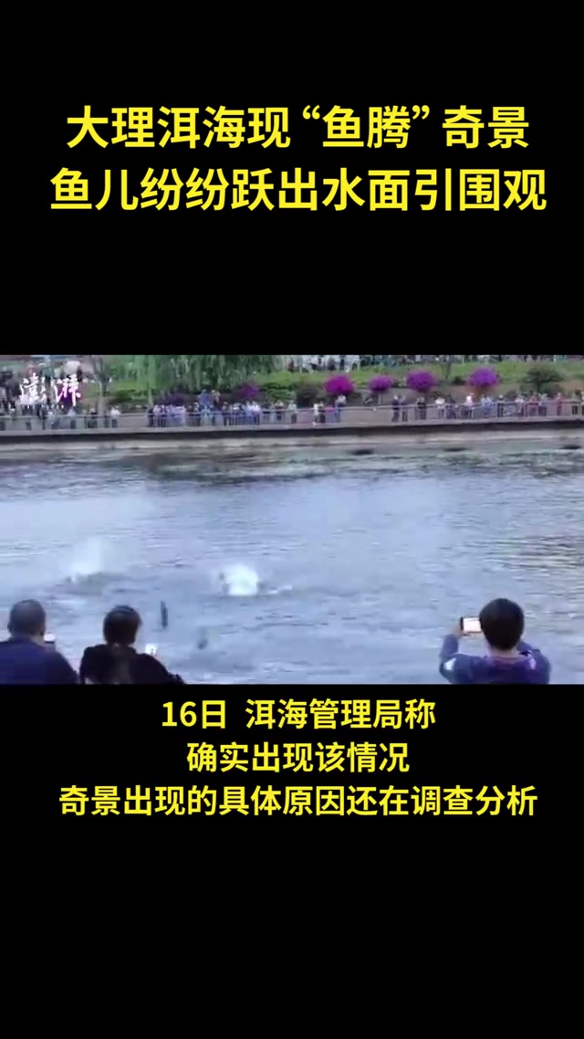 大理洱海现“鱼腾”,鱼儿纷纷跃出水面