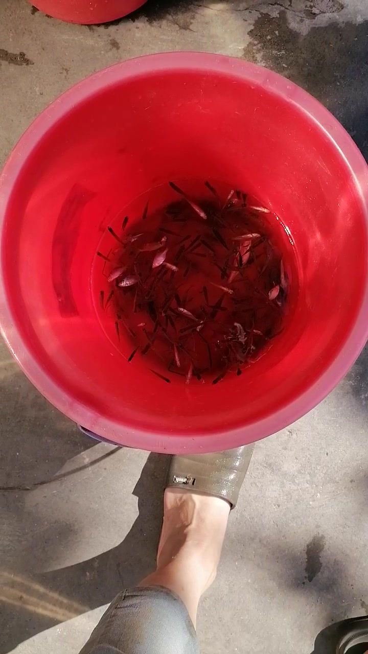 河里捉到的小鱼小虾,不知道你们的河里有没有这种鱼