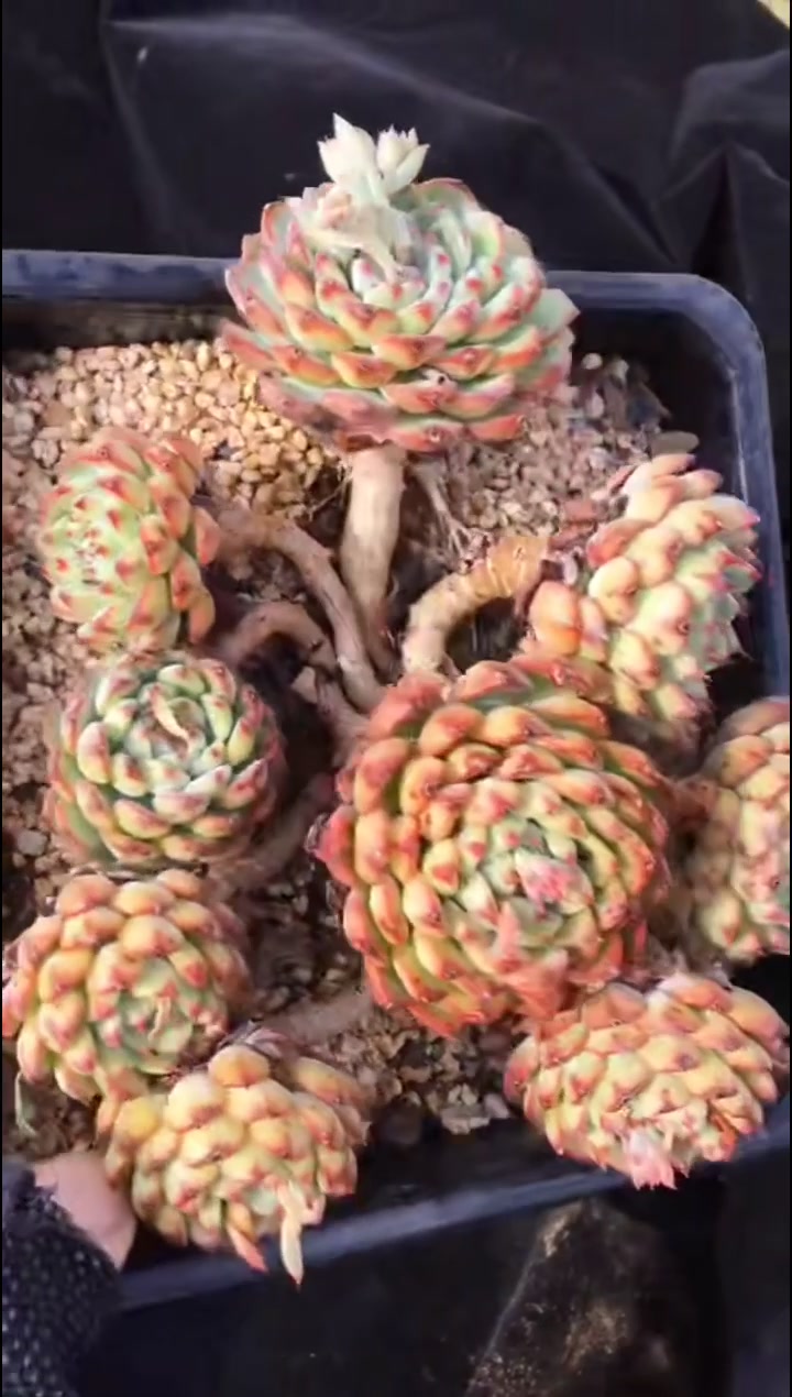 4盆老多肉:2盆“老姬莲”,2盆“桃花多肉”,快来沾沾桃花运!