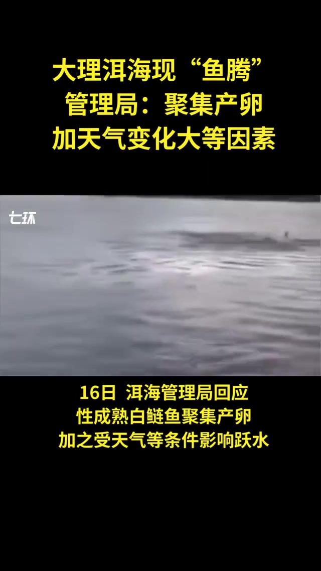 大理洱海“鱼腾”,管理局:聚集产卵,天气变化大