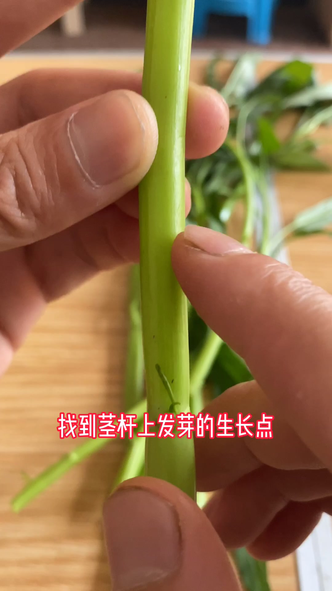 在家水培蔬菜教程