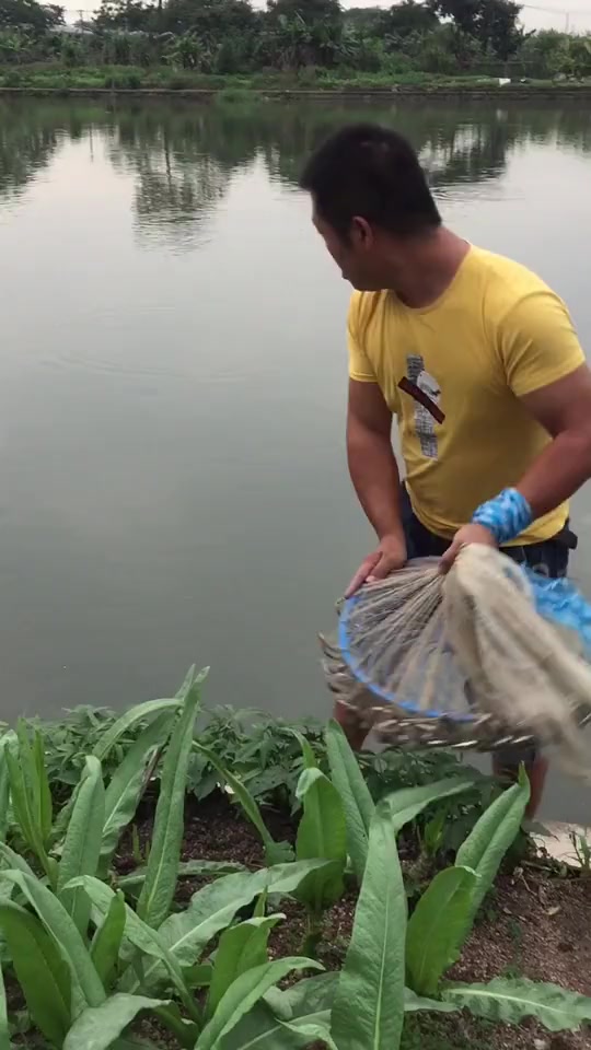 专吃本地鱼卵的外来物种,破坏生态环境,看得我腿都软了!