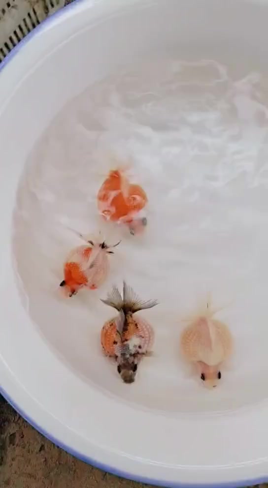 这是什么品种的金鱼,肚子大头小,实在太可爱了