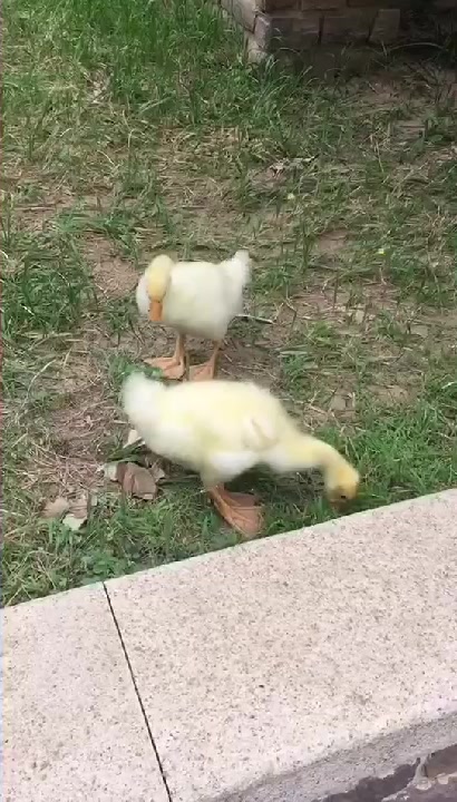 我家的可爱小鹅。