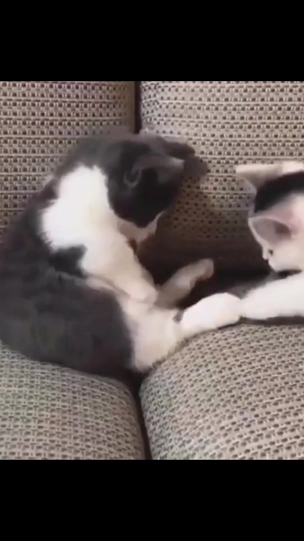 最近超级火爆的猫咪表情包出处!
