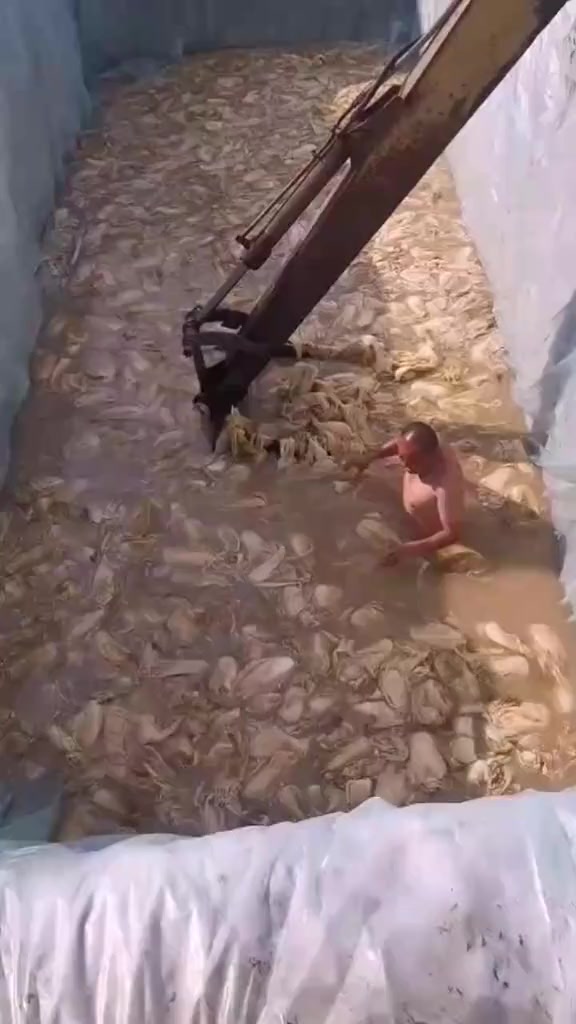 这就是你平常吃的泡菜,看到这一幕,你以后还想吃吗?
