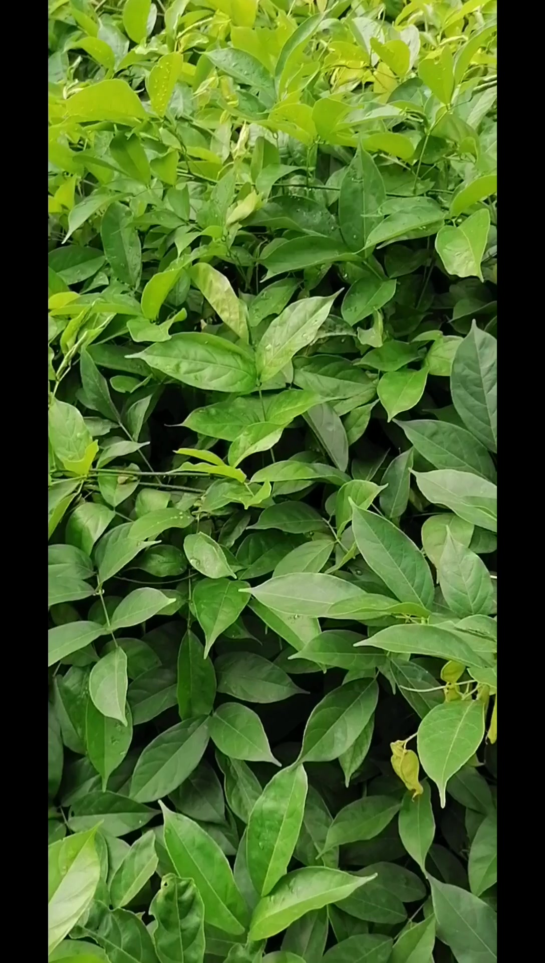 小鸡血藤从开花到结果夹,前后一个多月的时间