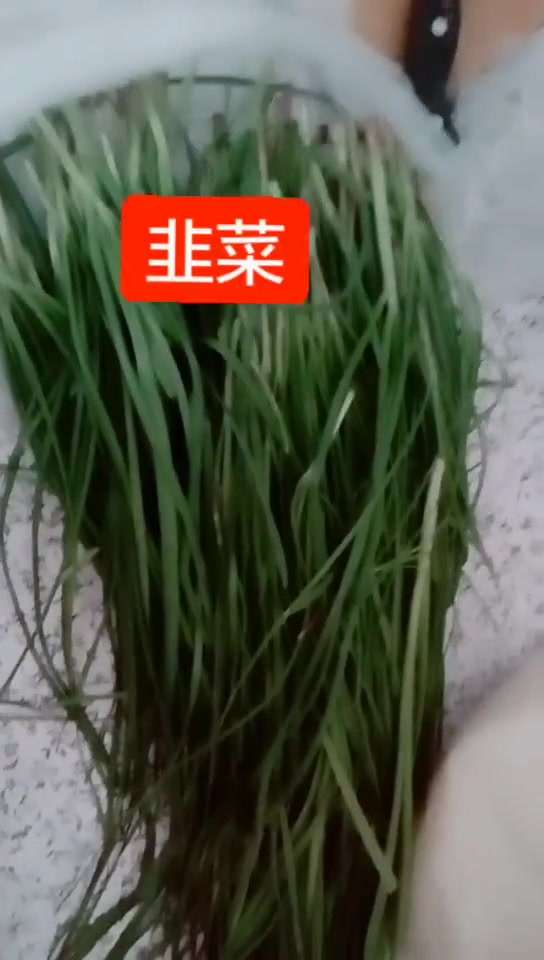 和韭菜长得差不多的葱哈,我八十三岁的老父亲种的,有意思吧,只要你善于发现,生活中处处都是乐