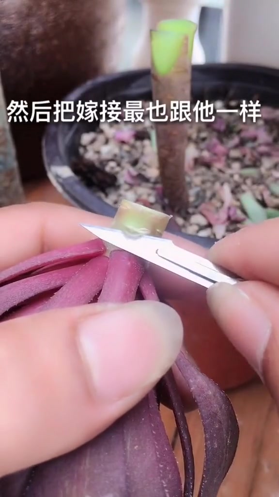 多肉嫁接太神了,一棵法师上长出N个品种,满足你对莲花掌的想象