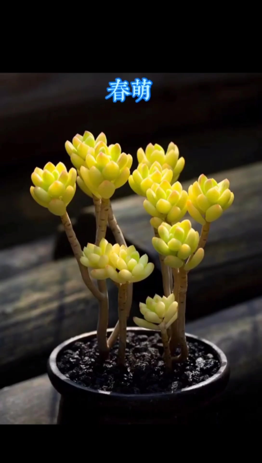 你知道哪八种自带香味的多肉植物吗?快来看看你家有几种