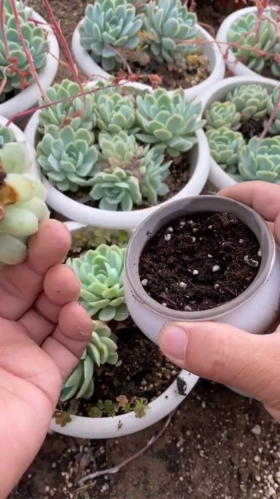 冰梅多肉自身带有香味,简单三步就能让它繁殖一大盆,长知识了!