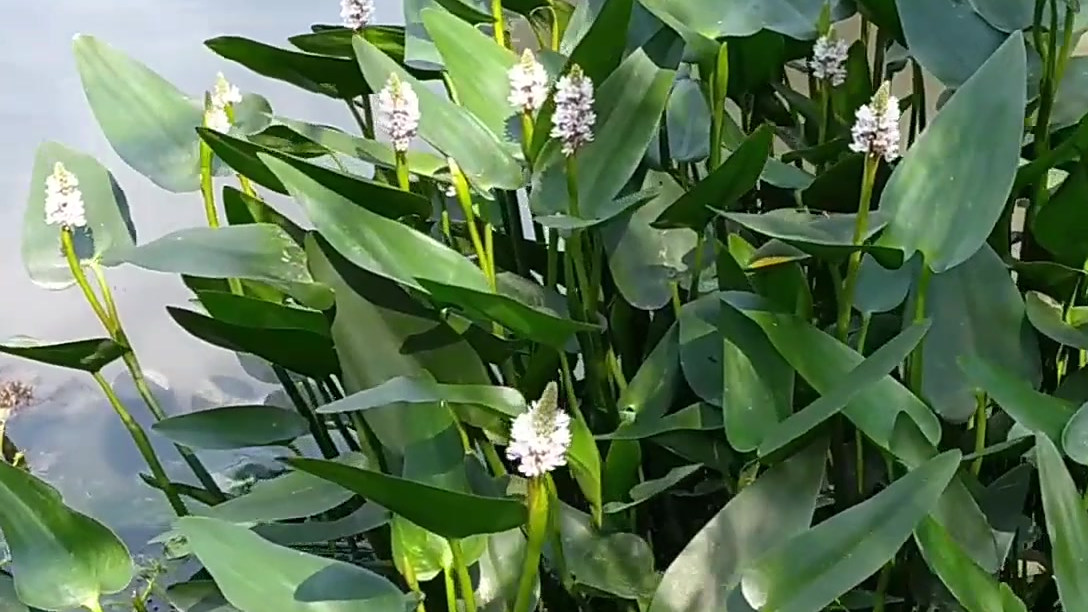 梭鱼草(4) 梭鱼草开紫花白花