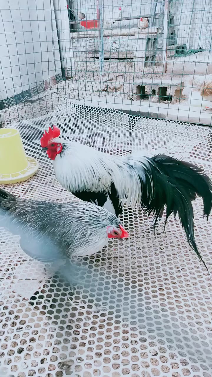 漂亮的长尾鸡……