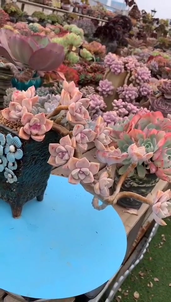 精控的紫乐真的太美了,还有点点像腊梅多肉,真是开眼界!