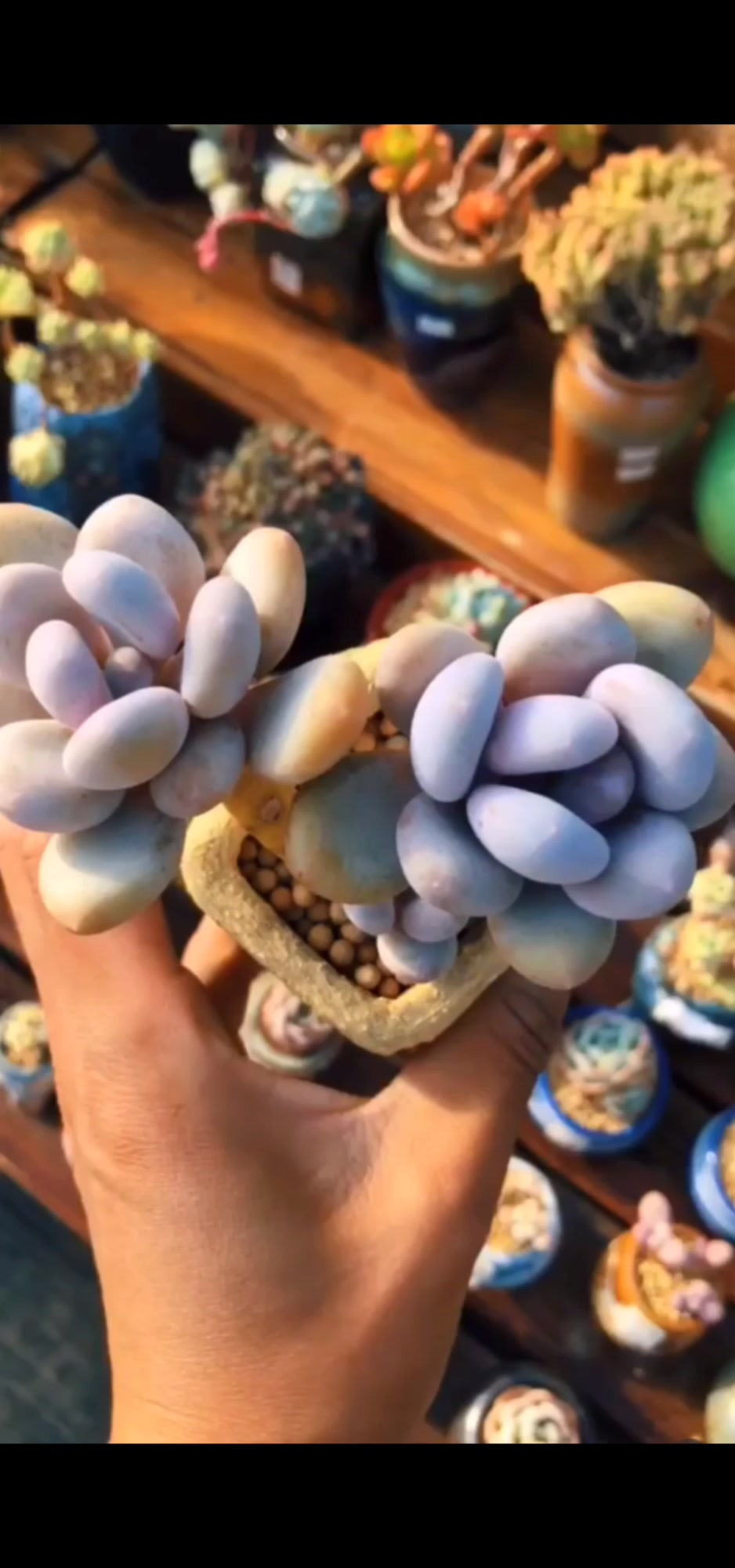 小姐姐今天带大家再来认识多肉植物的品种