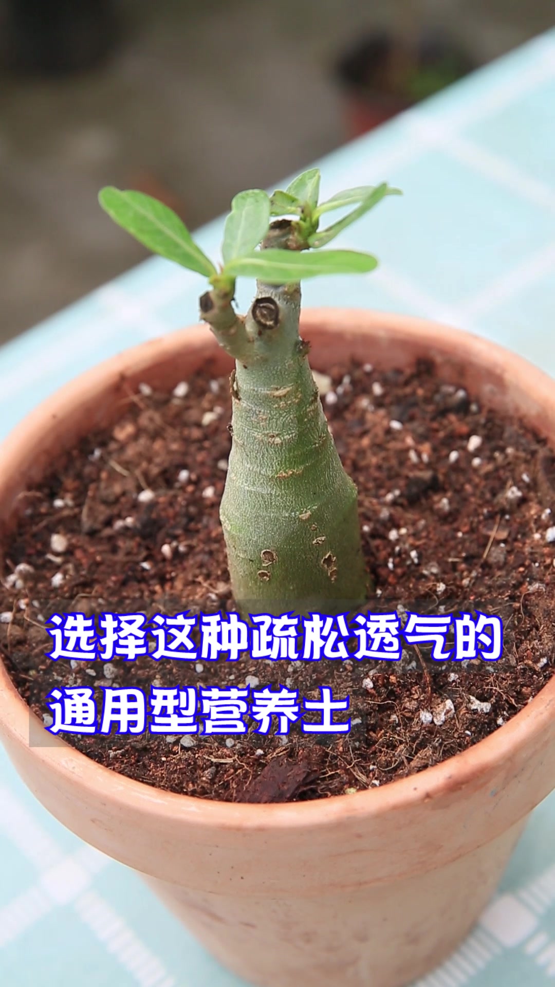 这种多肉不怕晒,不怕热,开花更好看
