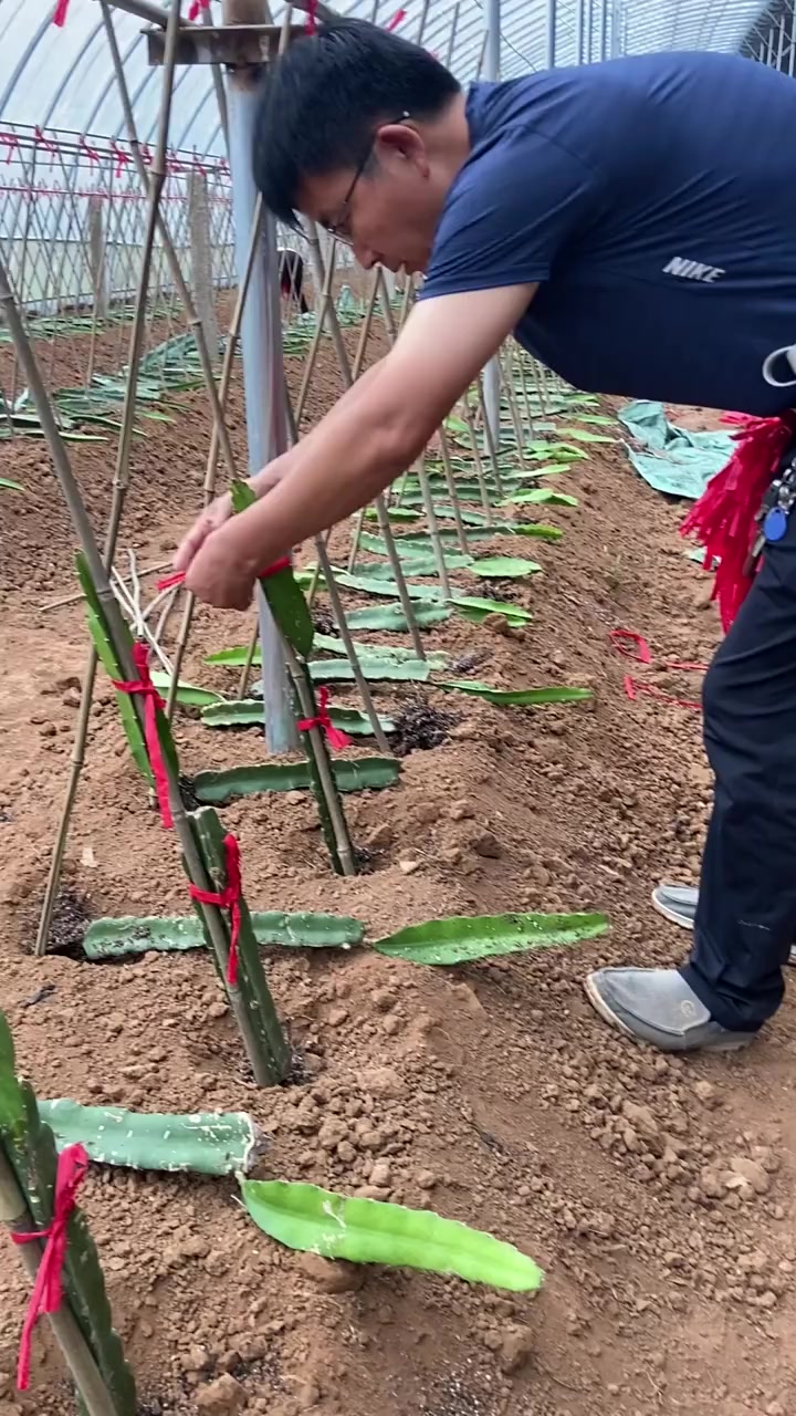 原来大棚火龙果是这样种植的,我还是第一次见,真是长见识了!