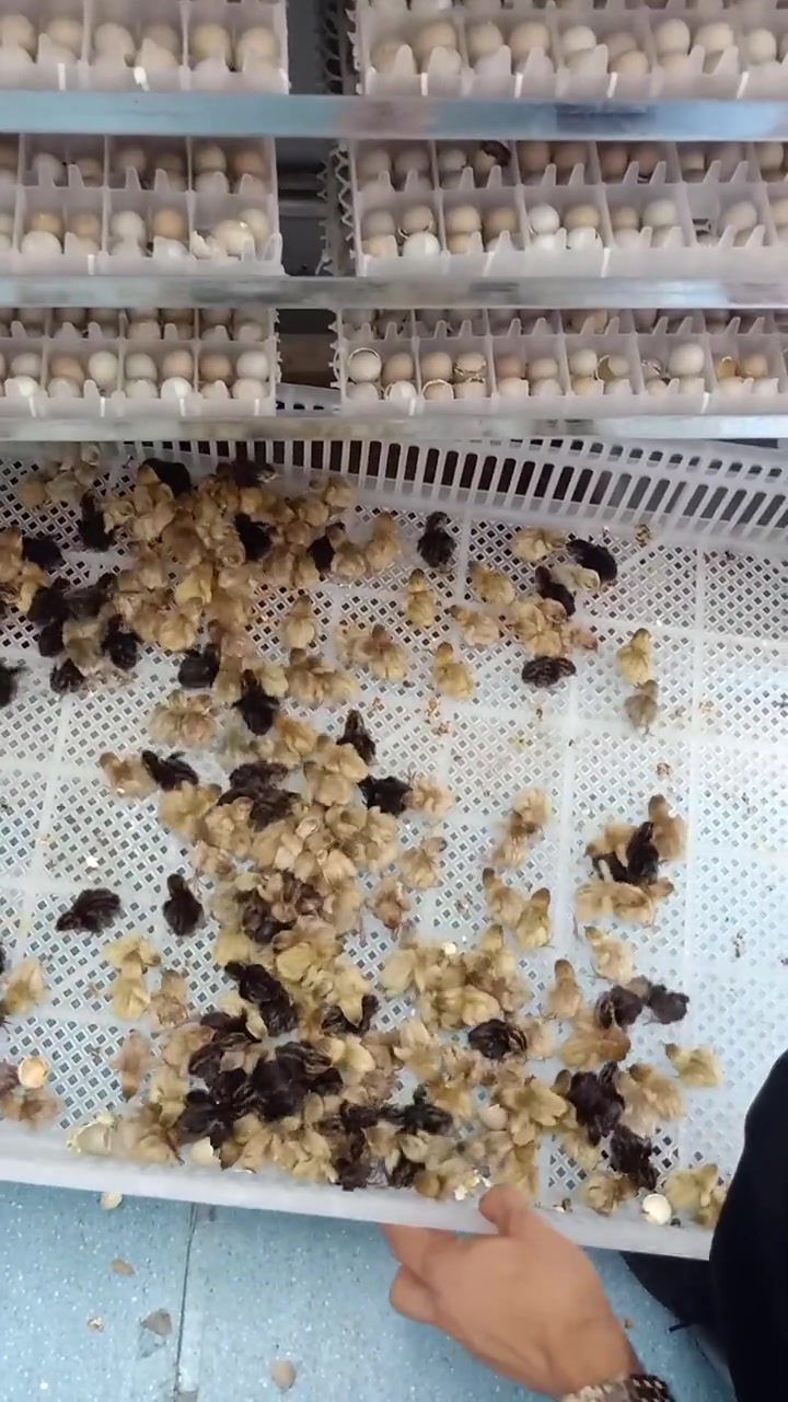 芦丁鸡是世界上最小的鸡,孵出来的鸡仔居然是这样子的!