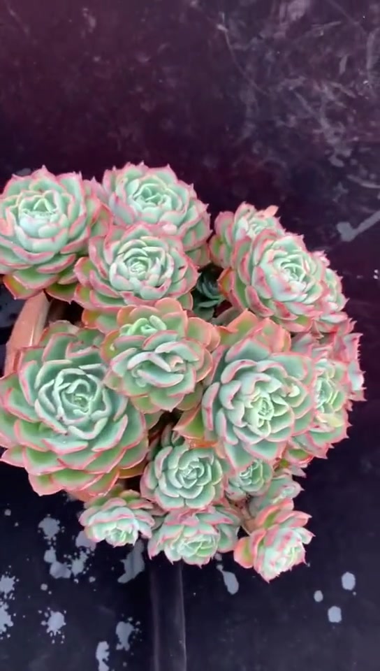 多肉泪无痕,我敢说多肉界没有比它更美的了,真是开眼界诶!