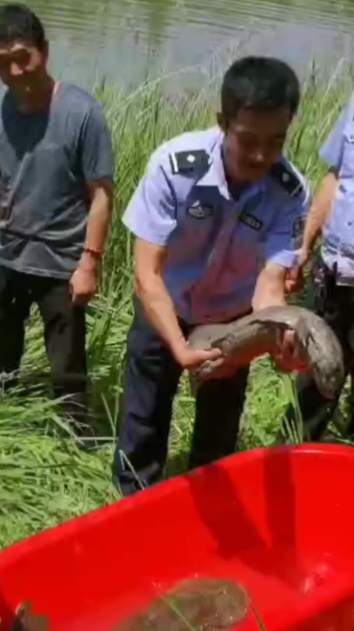 甘肃一水库泄洪惊现巨型娃娃鱼,体长超1米重达32斤