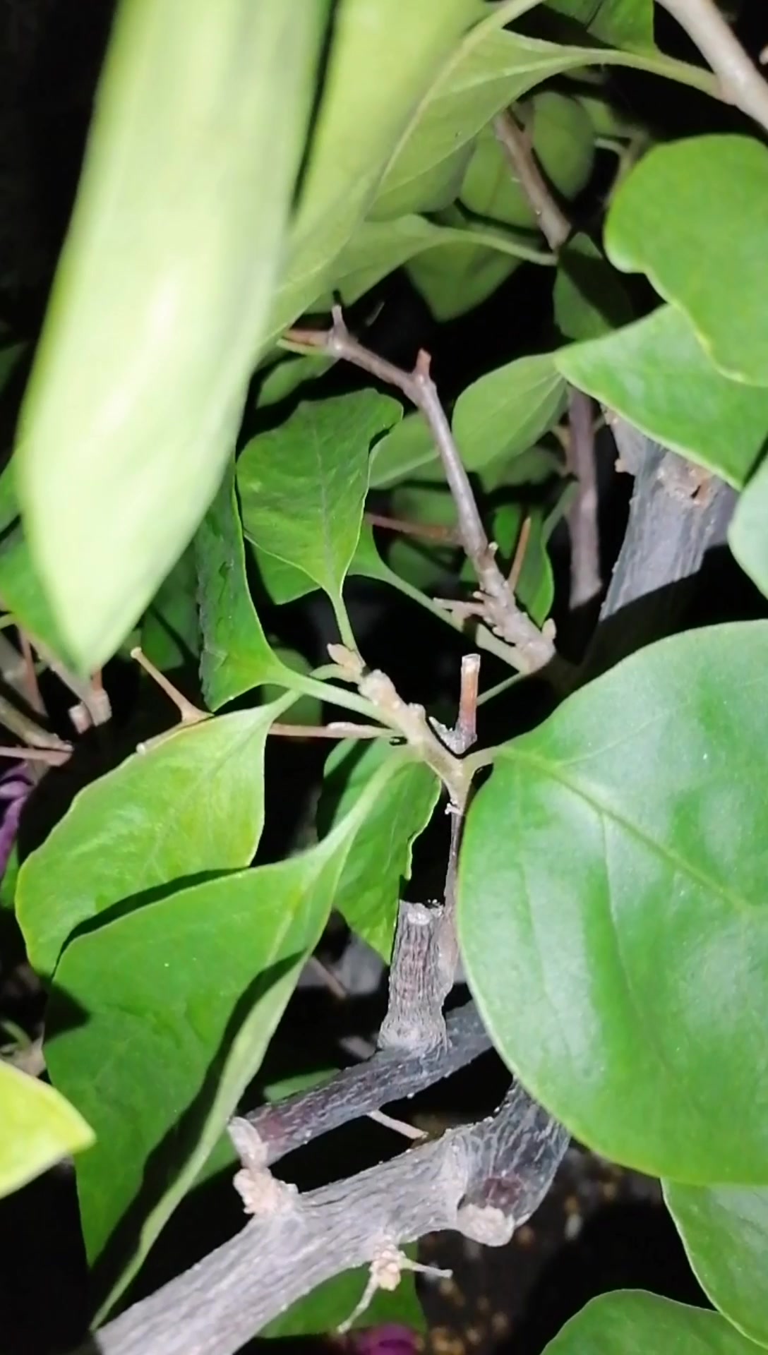 三角梅有些枝条开花,有些不开花?仔细观察枝条的特点是关键