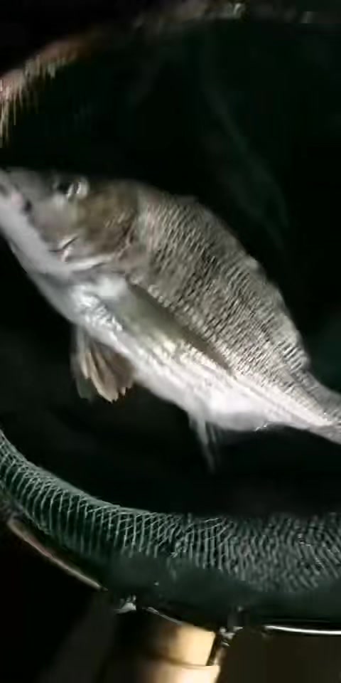 海钓黑翅鱼,真的很不错哟