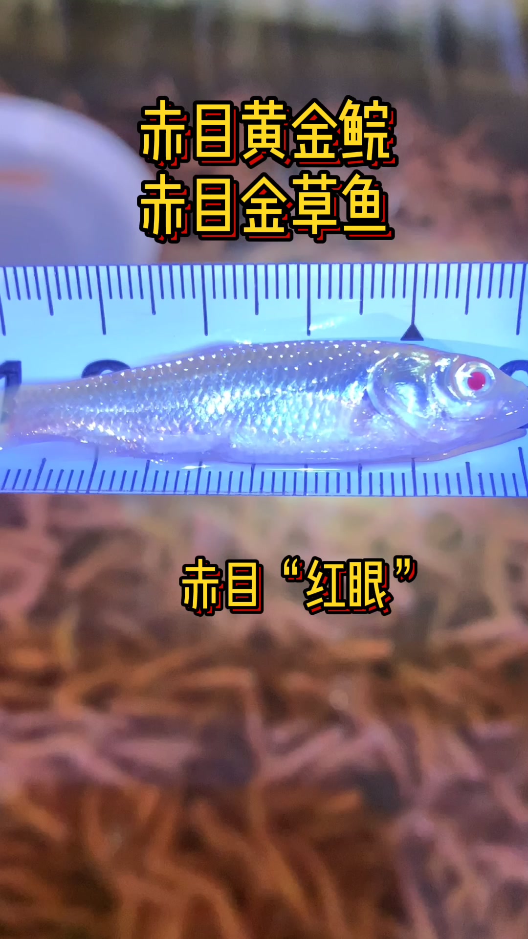 一双红宝石眼睛,金色的草鱼!