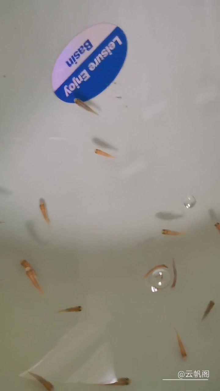 半个月的水花苗,多久能长到四厘米