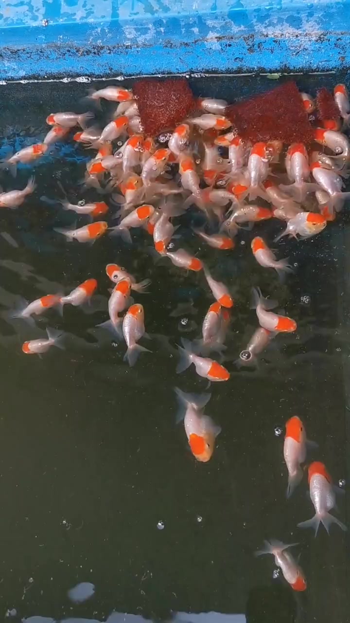这是什么金鱼品种,颜色非常惊艳,头上一点红太精致了