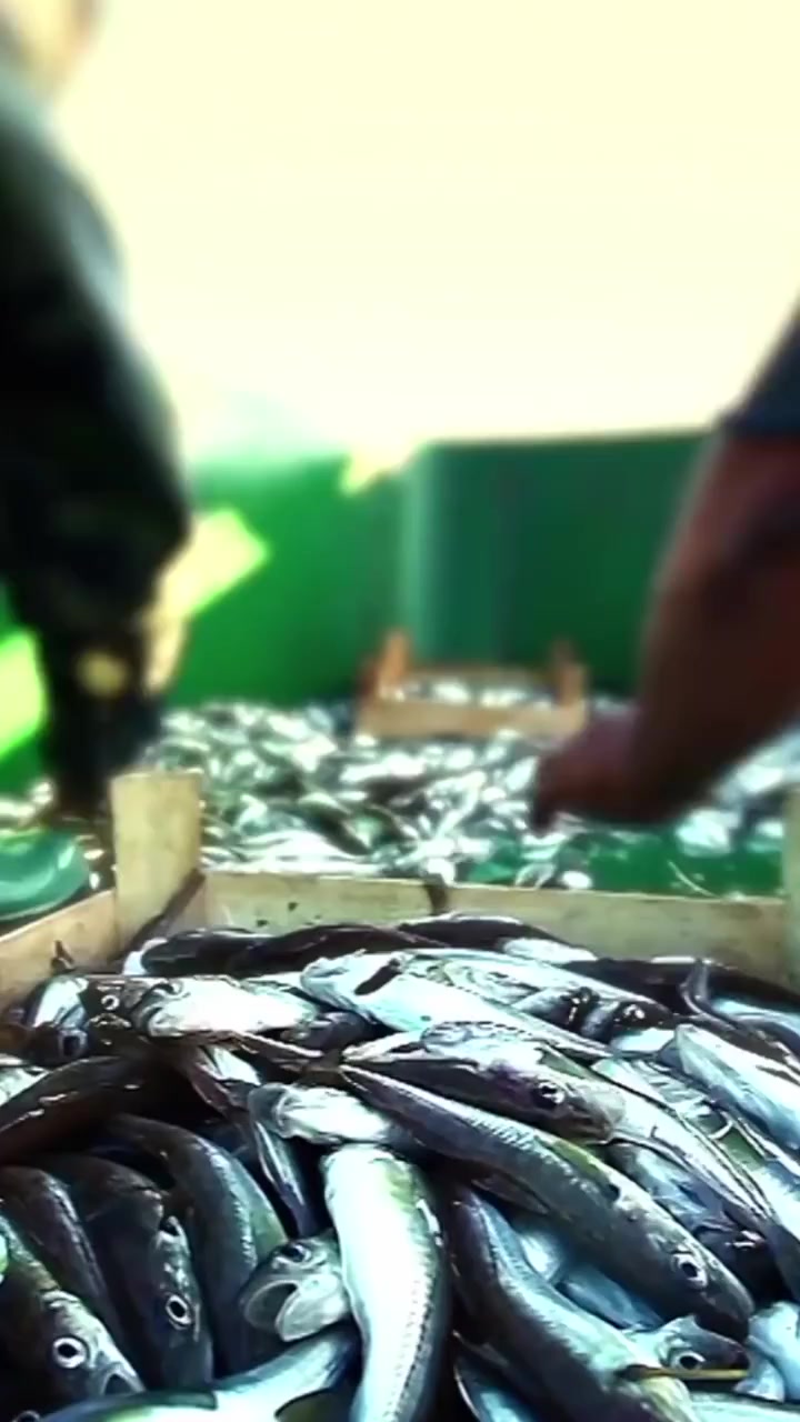 新研究:海洋变暖或威胁60%鱼类繁衍,包括大量食用鱼