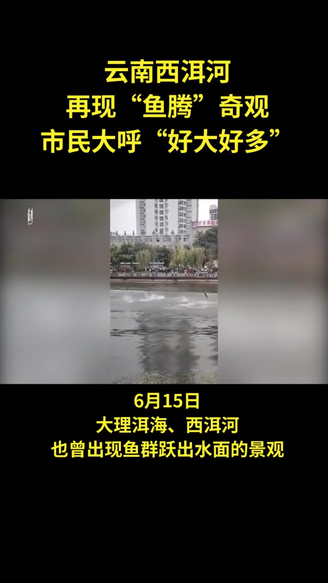 云南西洱河“鱼腾”,市民大呼“好多”