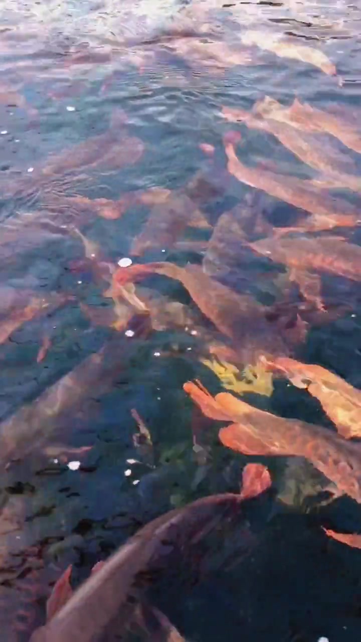 全身布满黑色鳞片的龙鱼,霸气十足的外形,眼光都让它给吸引走了