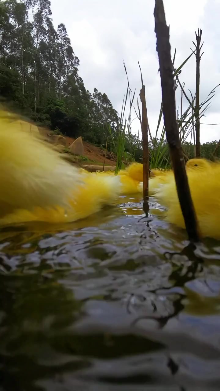 捕捉一群野生小黄鸭,整个池塘全都铺满了黄色的外衣,真是开眼界