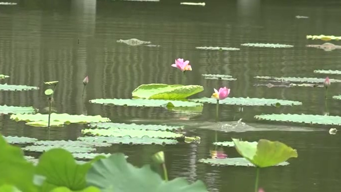 【美哭!成都一荷塘现鱼吃荷花景观】你见过鱼吃荷花吗?近日,四川成都郫都区的成都工业学院“九