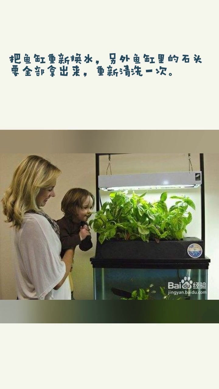 鱼缸里的海绵生小飞虫了怎么办?