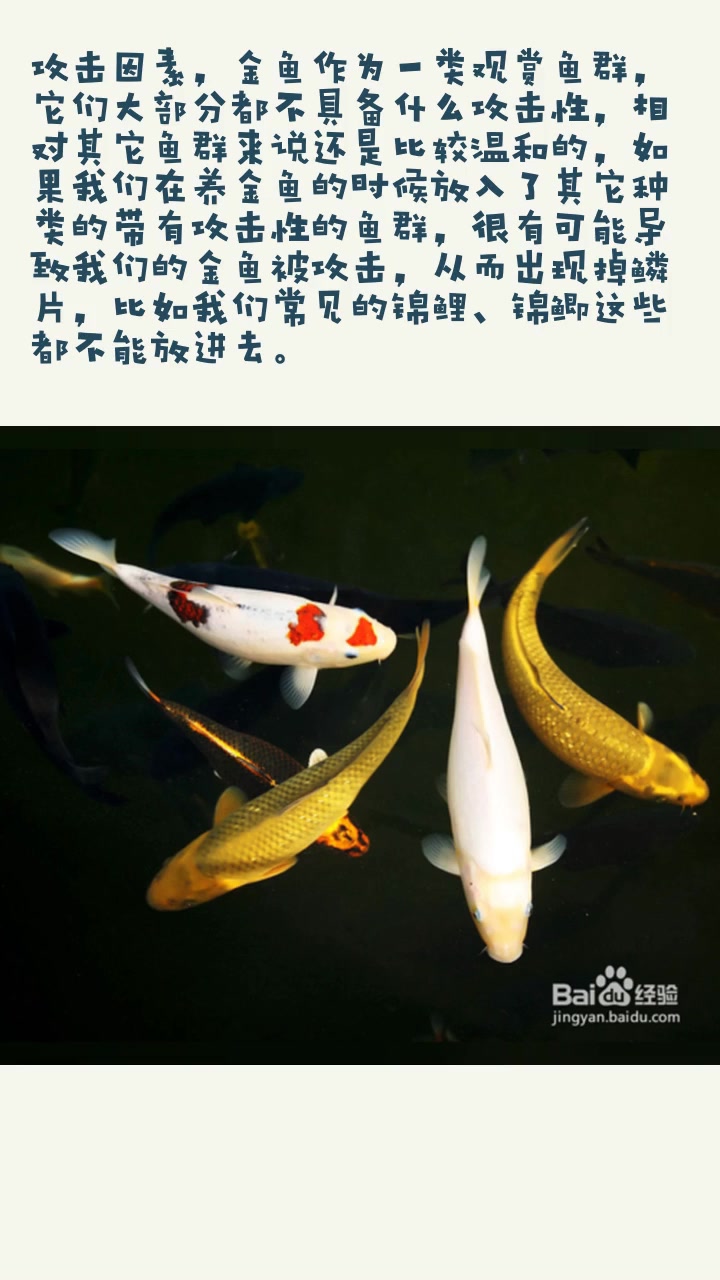 金鱼掉鳞片是什么原因