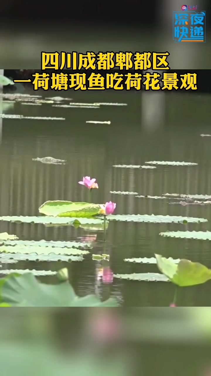 你见过鱼吃荷花吗?画面太美,真是开眼界了!