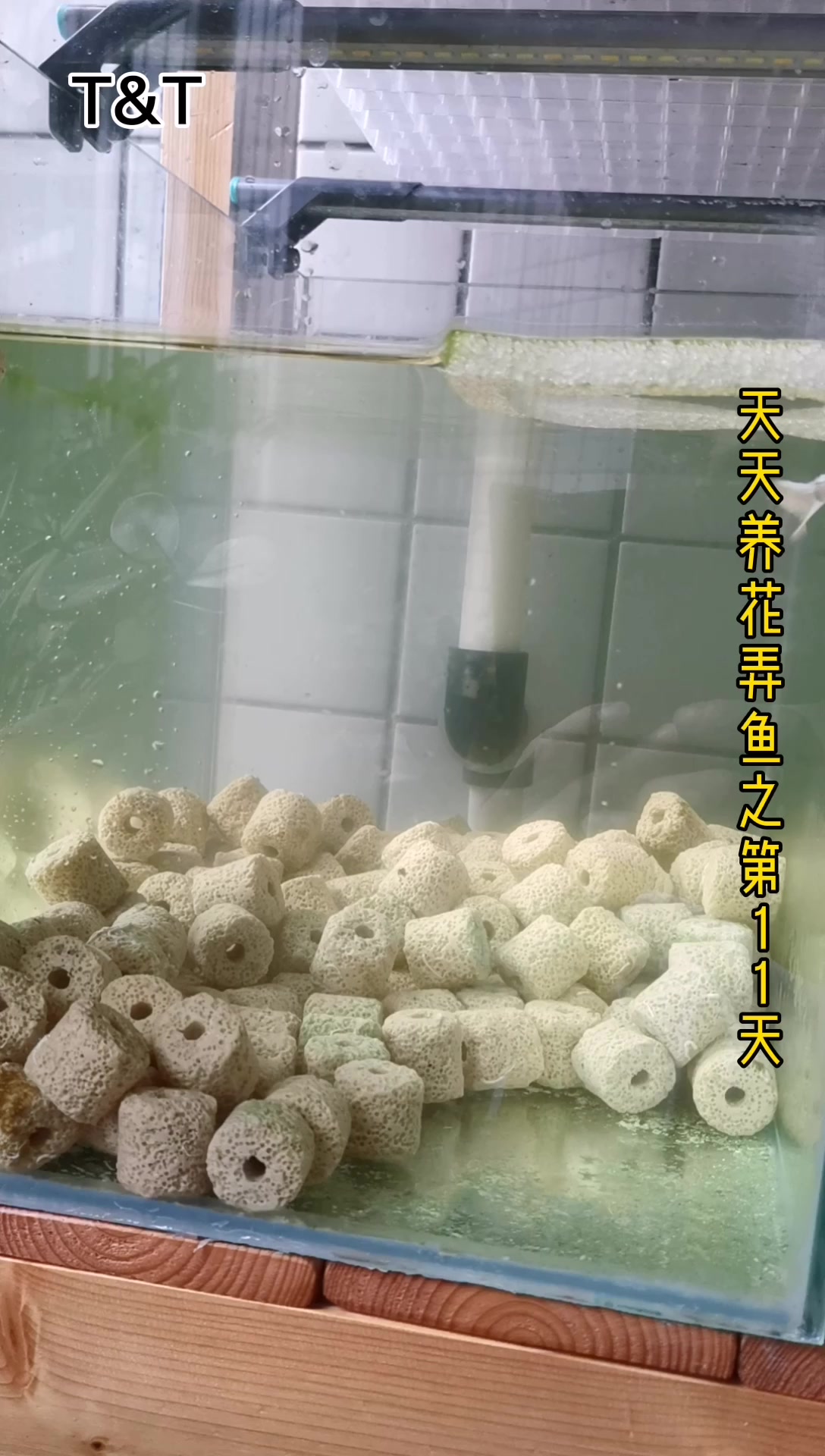 第11天,孔雀鱼繁殖记之3:入缸第一周,俩母鱼堪忧!
