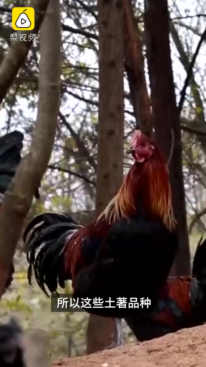 家鸡的祖先找到了!由红原鸡滇南亚种驯化,云南是起源地之一