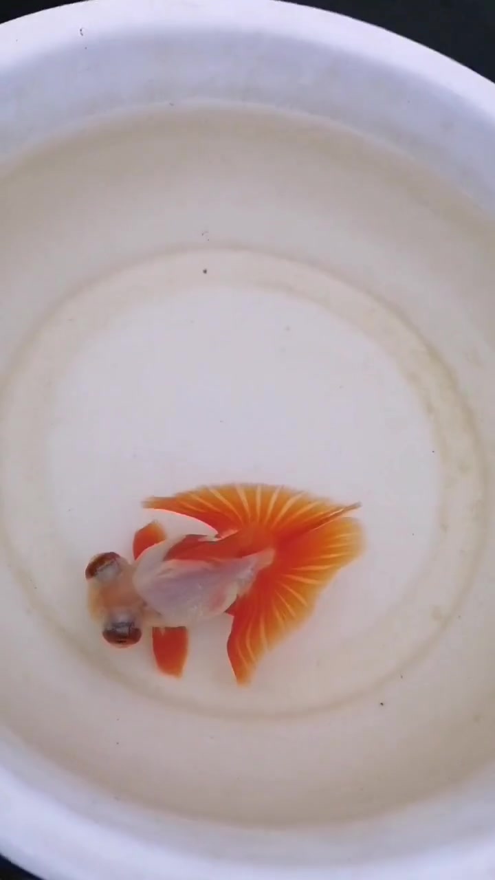 这是眼睛最大的一种金鱼了,鱼尾巴像蝴蝶一样,真是长见识了