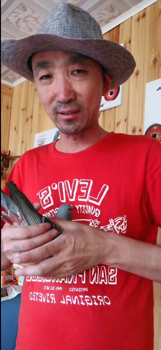 看看大开尔成绩鸽~腔高肌肉大,典型快速鸽特征优秀!