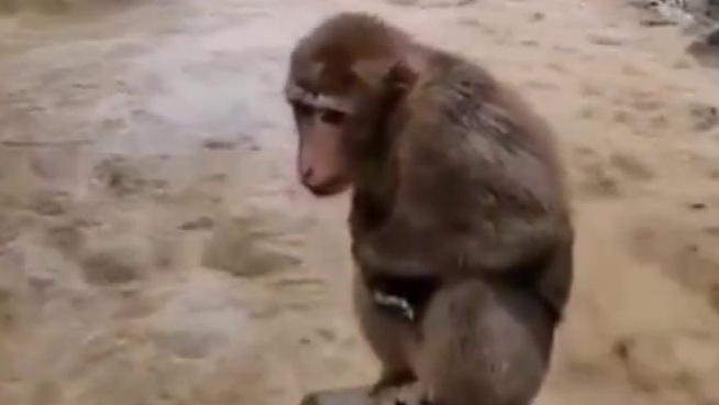 【武夷山暴雨中猴子蹲桥上避险】今天,福建武夷山遭遇暴雨袭击,局地有特大暴雨,位于武夷山国家