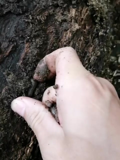 没有舍得吃的鲶鱼,一个月后惊奇发现