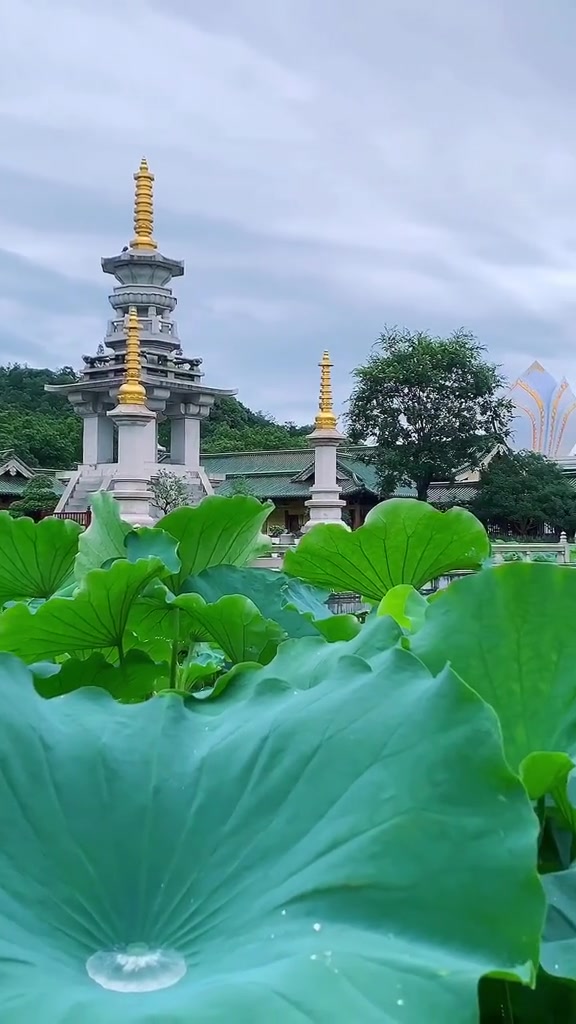 荷花与鱼儿,多么美好而又和谐的画面!